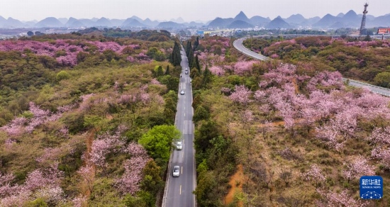游客驅(qū)車前來清鎮(zhèn)市紅楓湖鎮(zhèn)右二村踏青游玩（4月5日攝，無人機照片）。