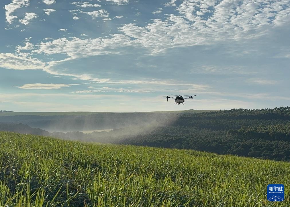 3月25日，在南非夸祖魯-納塔爾省的方廷希爾莊園，中國農(nóng)用無人機(jī)為甘蔗林噴灑殺菌劑。新華社記者 白舸 攝