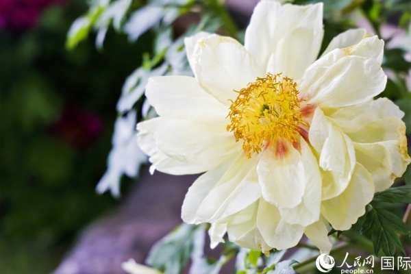 洛陽(yáng)國(guó)家牡丹園牡丹盛開(kāi)。 人民網(wǎng)記者 魯揚(yáng)攝