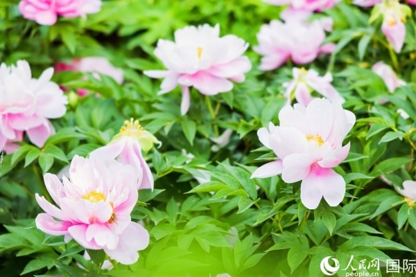 洛陽(yáng)國(guó)家牡丹園牡丹盛開(kāi)。 人民網(wǎng)記者 魯揚(yáng)攝