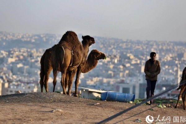 約旦首都阿曼街頭的駱駝。人民網 納達爾·達烏德攝