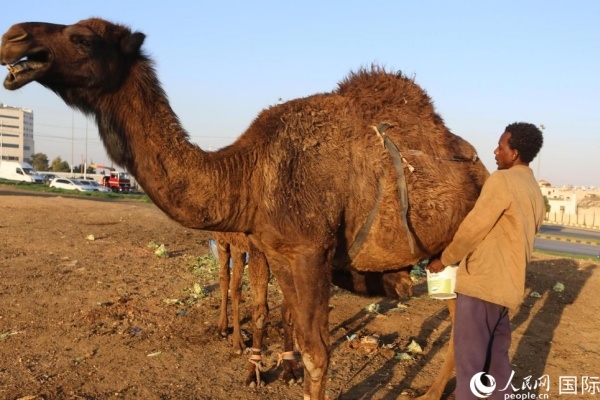 工人在給駱駝擠奶。人民網 納達爾·達烏德攝