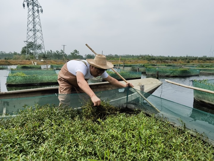 陳樹在湖北省仙桃市剅河鎮(zhèn)余腦村黃鱔繁育基地觀察黃鱔長勢。新華社記者宋立崑 攝