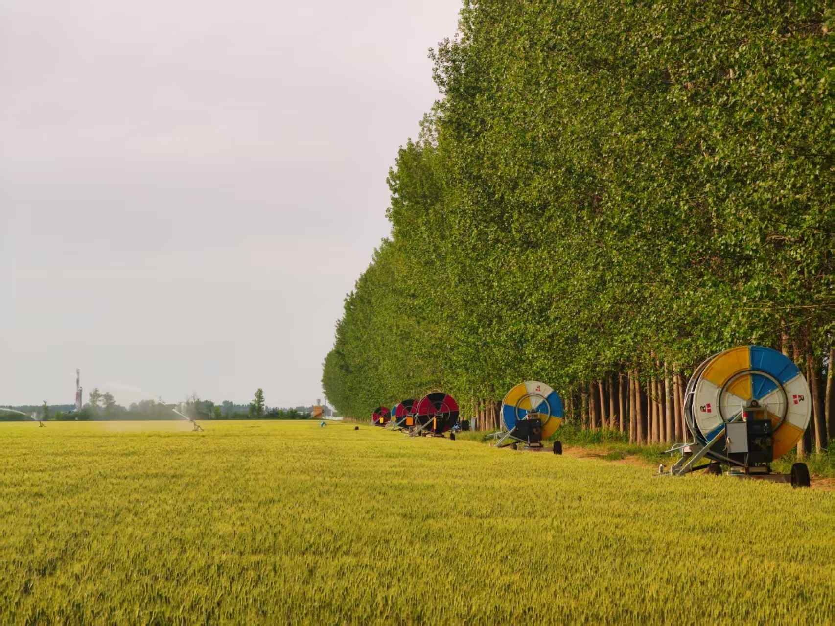 陜西華陰市華西鎮(zhèn)農(nóng)墾農(nóng)場(chǎng)正在作業(yè)的卷盤式噴灌機(jī)。受訪者供圖