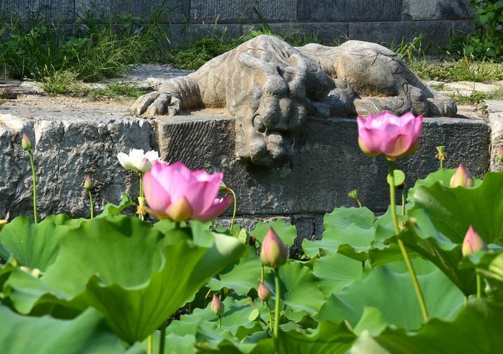 萬(wàn)寧橋位于北京地安門(mén)外大街中部、什剎海東岸，是北京中軸線上最古老的橋梁，至今已有700多年歷史。近年來(lái)，北京市持續(xù)為萬(wàn)寧橋“瘦身減負(fù)”，橋體風(fēng)貌得以完整展現(xiàn)，方便游客走近欣賞，深入了解古橋承載的價(jià)值和內(nèi)涵。這是2023年7月18日拍攝的北京萬(wàn)寧橋橋東的鎮(zhèn)水獸。